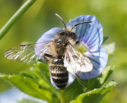 Andrena sp.